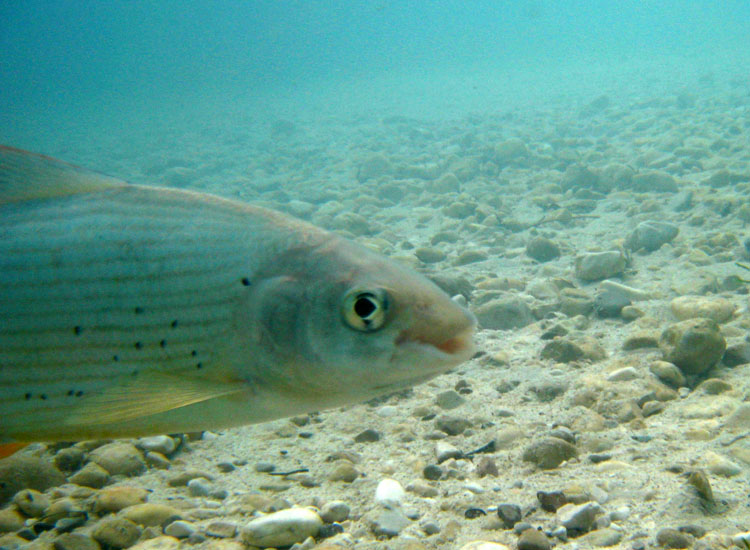 Immersione in fiume sloveno: trota marmorata ed altro...